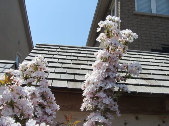 A close-up shows blooming trees with pale pink and white flowers in front of a wooden-shingled roof and a brick building on a sunny day with a clear blue sky.