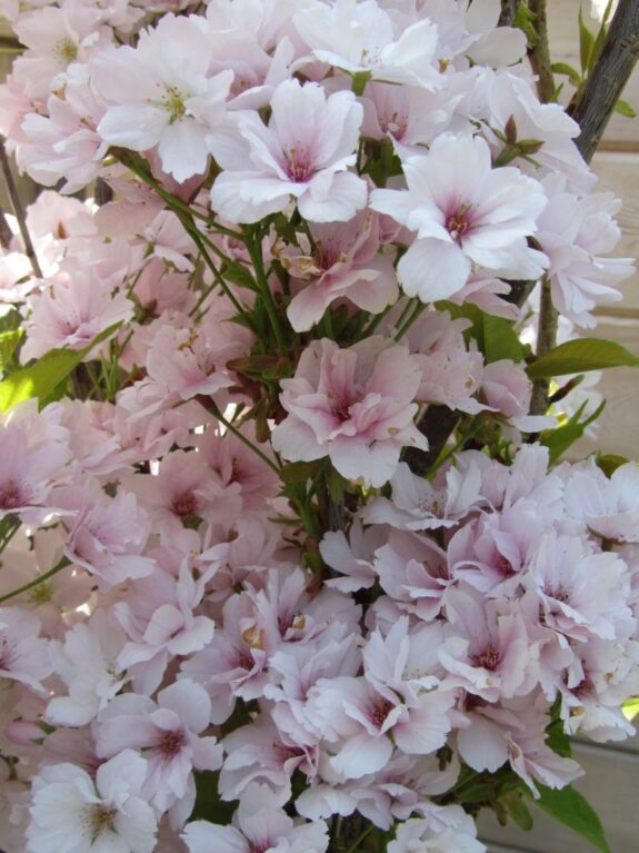 A profusion of light pink cherry blossoms in full bloom, creating a dense, beautiful display on the tree.