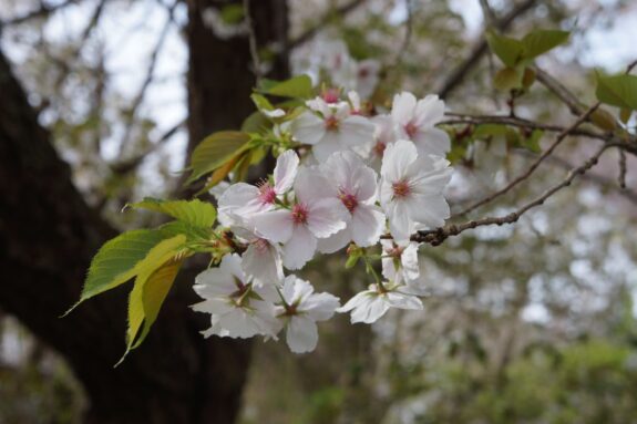 A cluster of white cherry blossoms with pink centers blooms amidst green leaves on a branch, set against a blurred background of trees.