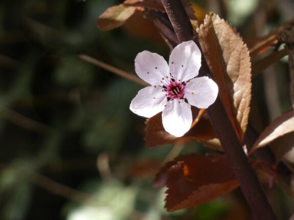 A delicate, five-petaled white flower with a pink and maroon center blooms against a backdrop of brown leaves and a dark, blurry background.