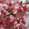A close-up shot of pink cherry blossoms on a branch, with more blossoms blurred in the background.