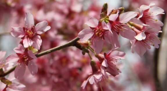 A close-up shot of pink cherry blossoms on a branch, with more blossoms blurred in the background.