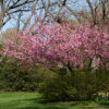 A beautiful spring scene with vibrant pink flowering trees in a park setting, surrounded by lush green bushes and a neatly manicured lawn, with glimpses of taller trees and a clear blue sky in the background.