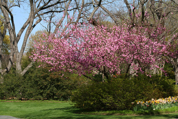 A beautiful spring scene with vibrant pink flowering trees in a park setting, surrounded by lush green bushes and a neatly manicured lawn, with glimpses of taller trees and a clear blue sky in the background.