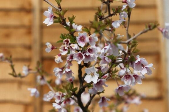 A close-up shot of a blossoming cherry tree branch with delicate pink and white flowers against a blurred background of wooden planks.