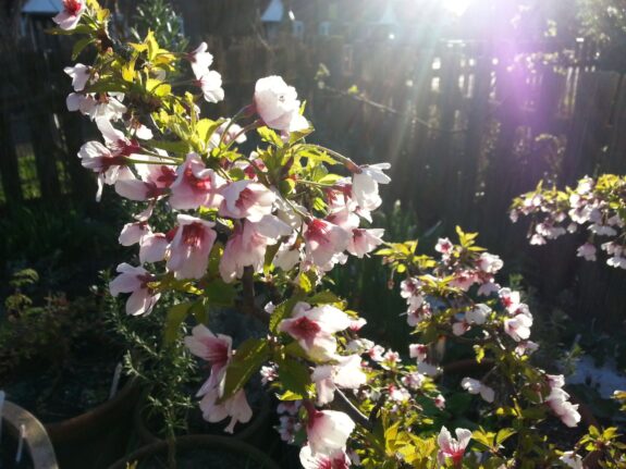 A close-up shot of flowering tree branches with white and pink blossoms, bathed in sunlight against a blurred background of a wooden fence and greenery.