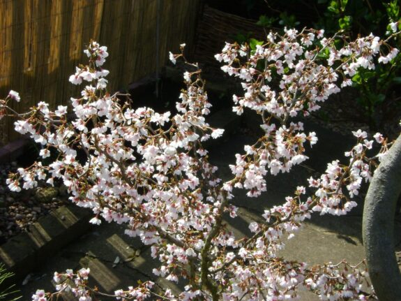 A profusion of delicate white blossoms adorns a tree in full bloom, its branches cascading against a backdrop of bamboo and greenery.
