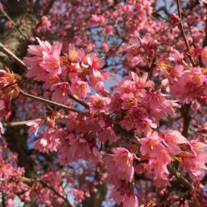 A close-up of a tree branch full of vibrant pink cherry blossoms, some in full bloom and others still budding, against a backdrop of blue sky.