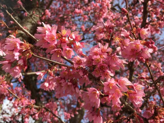 A close-up of a tree branch full of vibrant pink cherry blossoms, some in full bloom and others still budding, against a backdrop of blue sky.