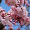 A close-up shows a cluster of delicate pink cherry blossoms and buds on a branch against a blue sky, capturing the beauty of springtime.