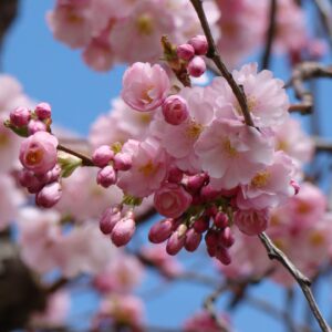 A close-up shows a cluster of delicate pink cherry blossoms and buds on a branch against a blue sky, capturing the beauty of springtime.