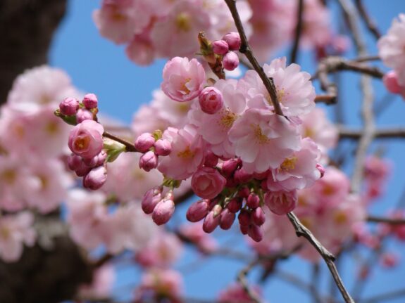 A close-up shows a cluster of delicate pink cherry blossoms and buds on a branch against a blue sky, capturing the beauty of springtime.