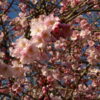 A beautiful close-up shot showcases a profusion of delicate pink cherry blossoms against a backdrop of bare branches and a clear blue sky.