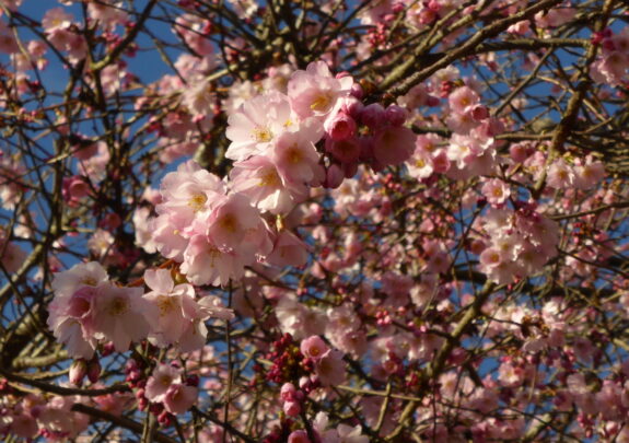 A beautiful close-up shot showcases a profusion of delicate pink cherry blossoms against a backdrop of bare branches and a clear blue sky.