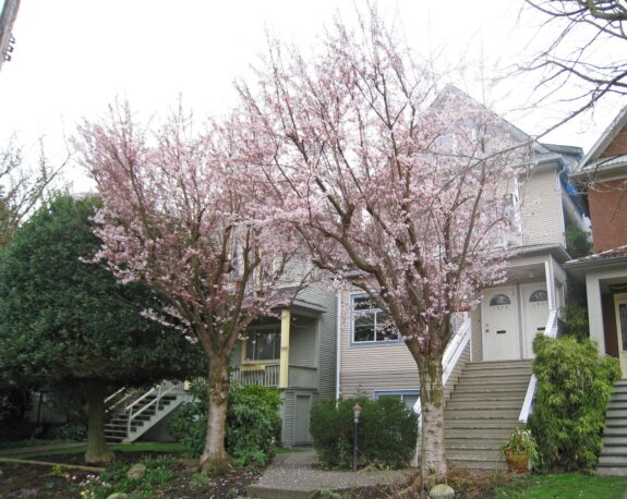 A street view showcases a row of houses adorned with blossoming cherry trees in full bloom, creating a picturesque springtime scene.