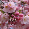 This image shows a close-up view of pink cherry blossom flowers in full bloom, with some buds still unopened, growing on a branch against a blurred background of more blossoms.