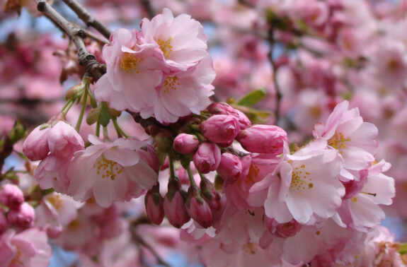 This image shows a close-up view of pink cherry blossom flowers in full bloom, with some buds still unopened, growing on a branch against a blurred background of more blossoms.