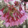 A cluster of delicate, pink cherry blossom-like flowers dangles from a branch, their tubular shape and red stems creating a striking contrast.