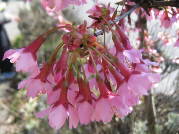 A cluster of delicate, pink cherry blossom-like flowers dangles from a branch, their tubular shape and red stems creating a striking contrast.