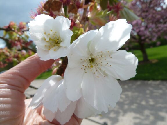 A close-up captures two delicate white blossoms with yellow centers, held in someone's hand, against a background of colorful foliage and a tree in full bloom.