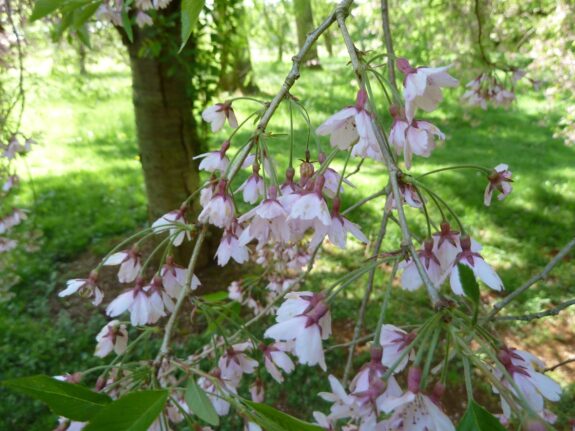 A close-up of weeping cherry tree blossoms hangs down from branches, set against a backdrop of green grass and trees.
