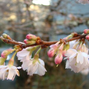 A close-up shot of a branch with cherry blossoms in various stages of bloom, with pink buds and delicate white flowers.