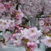 A beautiful close-up captures the delicate pink blossoms of a cherry tree in full bloom, with a blurred background of more flowers and branches.
