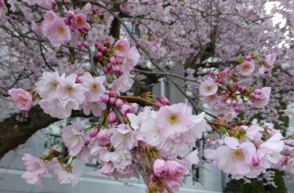 A beautiful close-up captures the delicate pink blossoms of a cherry tree in full bloom, with a blurred background of more flowers and branches.