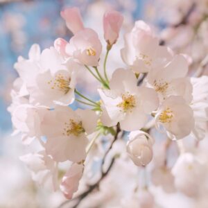 This close-up captures a cluster of delicate, pale pink cherry blossoms with yellow centers, softly lit against a blurred background of blue sky and more blossoms.