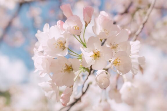 This close-up captures a cluster of delicate, pale pink cherry blossoms with yellow centers, softly lit against a blurred background of blue sky and more blossoms.