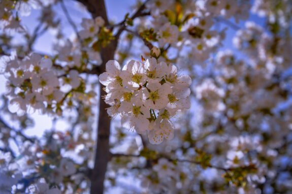 A close-up shot of a cherry blossom tree with white flowers blooming against a bright blue sky.