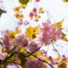 A low-angle shot captures the beauty of pink cherry blossoms with golden leaves against a bright sky.