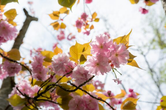 A low-angle shot captures the beauty of pink cherry blossoms with golden leaves against a bright sky.