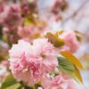 A close-up shot of pink cherry blossoms with green and golden leaves, soft and dreamy.