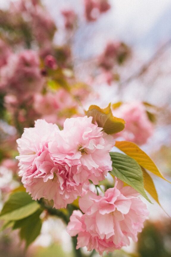 A close-up shot of pink cherry blossoms with green and golden leaves, soft and dreamy.
