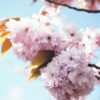 A close-up of a cluster of pale pink cherry blossoms with a few golden leaves, set against a bright blue sky and dark branches.