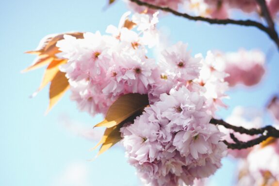 A close-up of a cluster of pale pink cherry blossoms with a few golden leaves, set against a bright blue sky and dark branches.