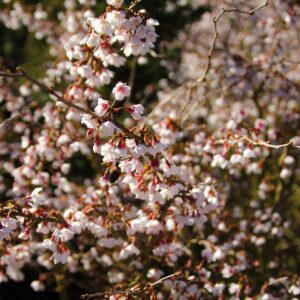 A close-up shot reveals a tree in full bloom, its branches adorned with delicate white blossoms, creating a dense, beautiful floral display.