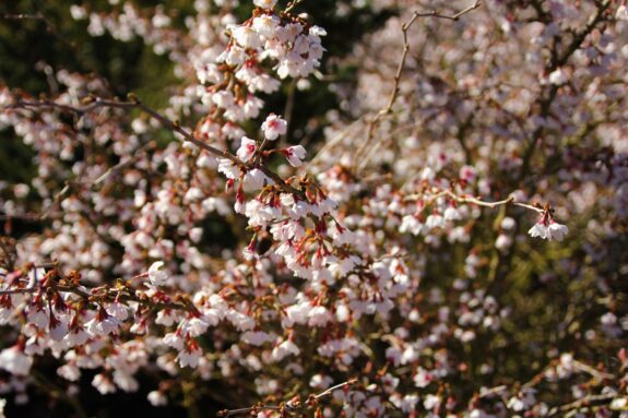A close-up shot reveals a tree in full bloom, its branches adorned with delicate white blossoms, creating a dense, beautiful floral display.