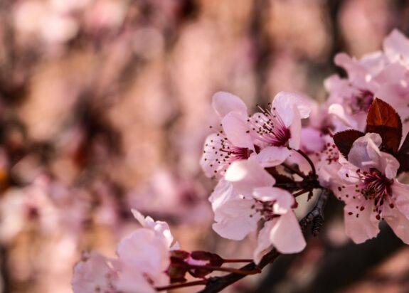 A close-up captures delicate pink blossoms with prominent dark stamens, set against a soft, blurred backdrop of similar pink hues.
