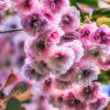 A cascade of delicate pink cherry blossoms hangs gracefully from a tree branch, creating a soft and dreamy display of natural beauty.