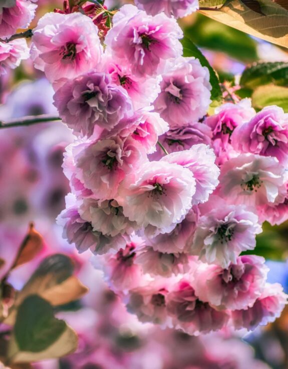 A cascade of delicate pink cherry blossoms hangs gracefully from a tree branch, creating a soft and dreamy display of natural beauty.