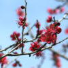 A branch with red blossoms against a clear blue sky.