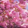 A close-up of a flowering tree with vibrant pink blossoms and bronze leaves, creating a soft and dreamy aesthetic.