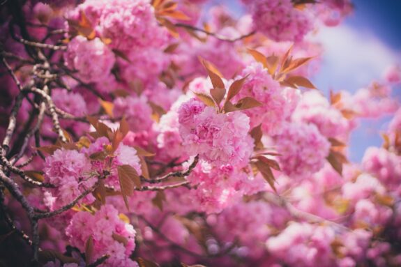 A close-up of a flowering tree with vibrant pink blossoms and bronze leaves, creating a soft and dreamy aesthetic.