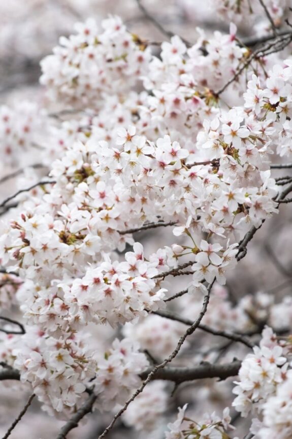 A close-up captures a profusion of delicate white cherry blossoms densely clustered on gray branches, creating a soft, dreamy springtime scene.