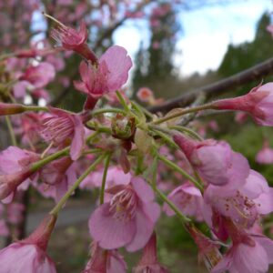 A close-up shot reveals delicate pink cherry blossoms with hairy stems, clustered together on a branch, against a blurry background of more blossoms and foliage.