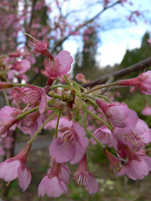 A close-up shot reveals delicate pink cherry blossoms with hairy stems, clustered together on a branch, against a blurry background of more blossoms and foliage.