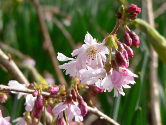 A close-up captures delicate pink cherry blossoms in full bloom, clustered on branches against a blurred green background.