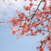 A branch of a cherry tree is blooming with pink flowers against a blue sky with some clouds.